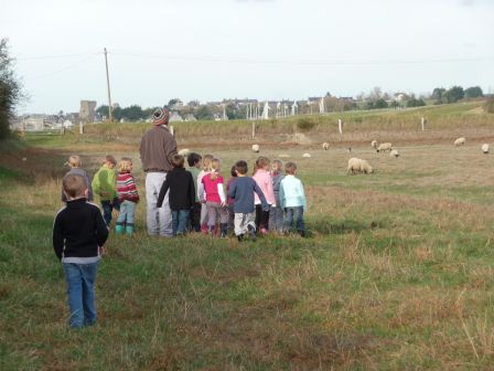 visite aux moutons