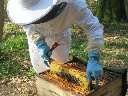 apiculture4.JPG