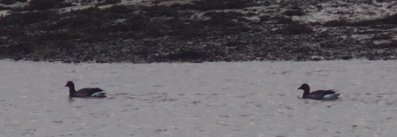 Planete manche Portbail Bernaches 2.jpg