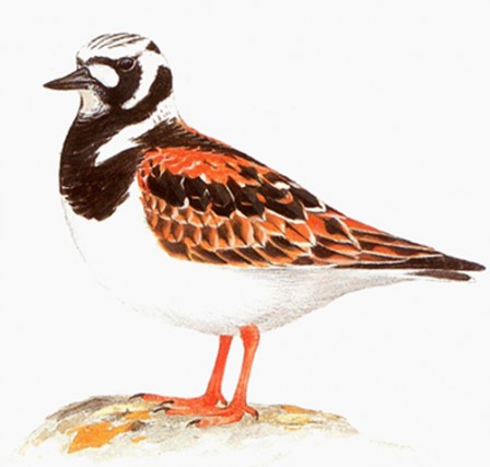 Tournepierre couleur 1.JPG