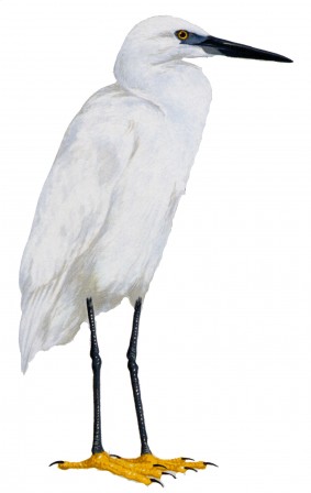 aigrette garzette.jpg