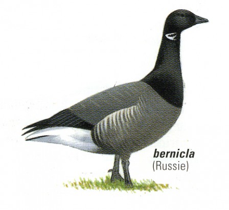 bernache cravant bernicla couleur.JPG