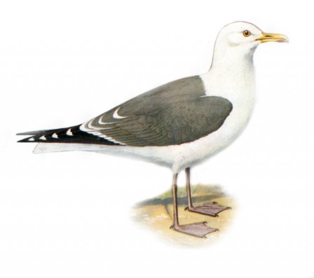 goéland argenté.jpg