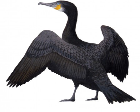 grand cormoran.jpg
