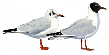mouette rieuse été et hiver.jpg