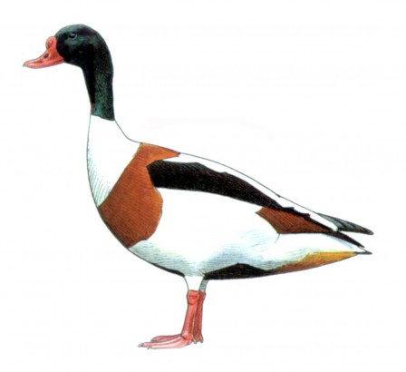 tadorne.JPG